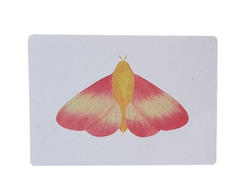Postcard rosy maple moth