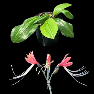 LIVE PLANT in 4" POT Eucrosia bicolor - Peruvian Lily Rare Unusual Tropical Plant