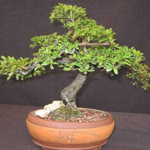 May include: A bonsai tree with a curved trunk and small green leaves. The tree is planted in a round, terracotta-colored pot. Small rocks and soil surround the base of the tree. The background is a dark brown.