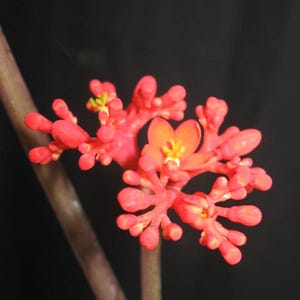 May include: Close-up of a vibrant red flower with multiple small, rounded petals clustered together. The flower has a central orange bloom with yellow stamens. The stem is a dark brown color, set against a black background.