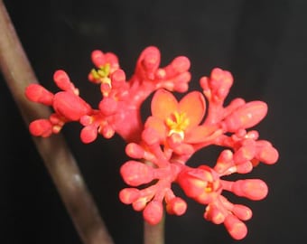 LIVE PLANT in 4" POT - Jatropha podagrica – Buddha Belly Plant - *No leaves during winter*