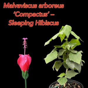LIVE PLANT in 6" POT Malvaviscus arboreus ‘Compactus’ - Sleeping Hibiscus
