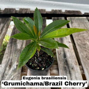May include: A potted Eugenia brasiliensis, also known as Grumichama or Brazil Cherry, with vibrant green leaves. The plant is in a black pot, set against a wooden background. The text "Eugenia brasiliensis 'Grumichama/Brazil Cherry'" is displayed on a white label.
