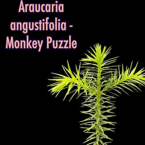 May include: A close-up of a young Monkey Puzzle tree, Araucaria angustifolia, against a black background. The tree has bright green, spiky leaves and a central stem. The text "Araucaria angustifolia - Monkey Puzzle" is displayed in pink.