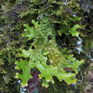 Lobaria-pulmonariatinctuur – in het wild vervaardigd longkruidkorstmos – dubbel extract – met de hand geoogst in de bossen van Oregon – tinctuur in kleine batches