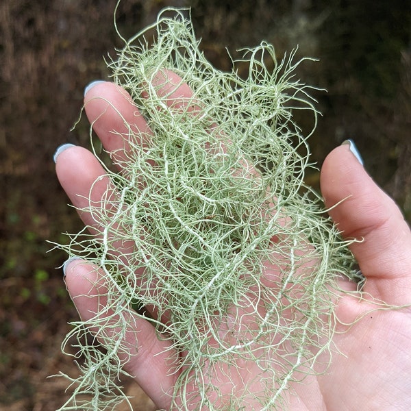 Dried Wildcrafted Usnea Lichen Herb by the Ounce, Old Man's Beard Lichen