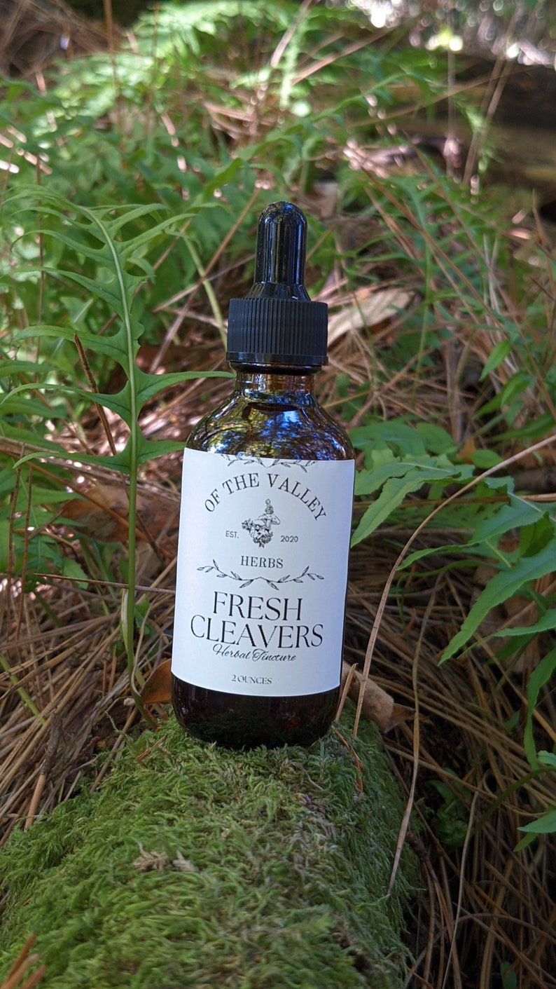 Cleavers Tincture Made With Fresh Wildcrafted Cleavers, Galium Aparine Tincture, Wildcrafted