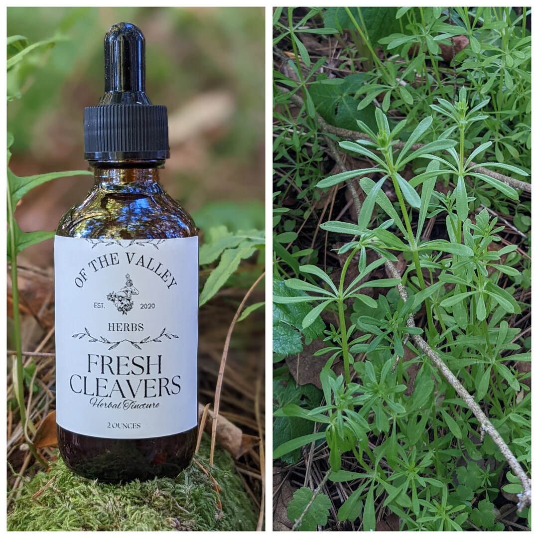 Cleavers Tincture Made With Fresh Wildcrafted Cleavers, Galium Aparine Tincture, Wildcrafted