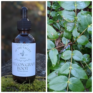 Puede incluir: Una botella de vidrio marrón con un gotero y una etiqueta blanca que dice "Of the Valley Herbs Oregon Grape Root Herbal Extract 2 fl ounces". La botella está sentada en un lecho de musgo verde. El fondo es una imagen borrosa de hojas verdes.