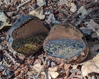 Champignon boule colorante (Pisolithus arhizus) pour une teinture naturelle // teint de belles nuances de brun // respectueux de l'environnement et récolté de manière durable