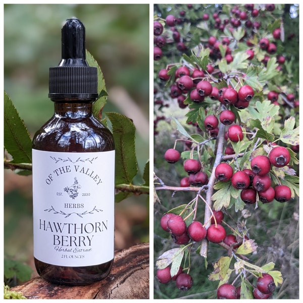 Hawthorn Tincture Made with Fresh Wildcrafted Berries, Crataegus laevigata Tincture, Wildcrafted Herbal Extract