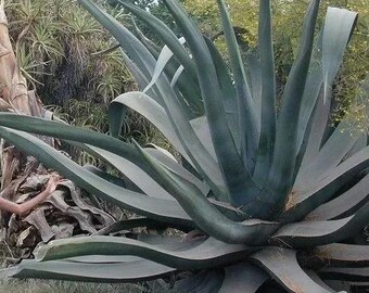 20%offアガベ オテロイオアハカ100粒fromルイスcollaboウリエル 20%offアガベ オテロイオアハカ100粒fromルイスcollaboウリエル Agave