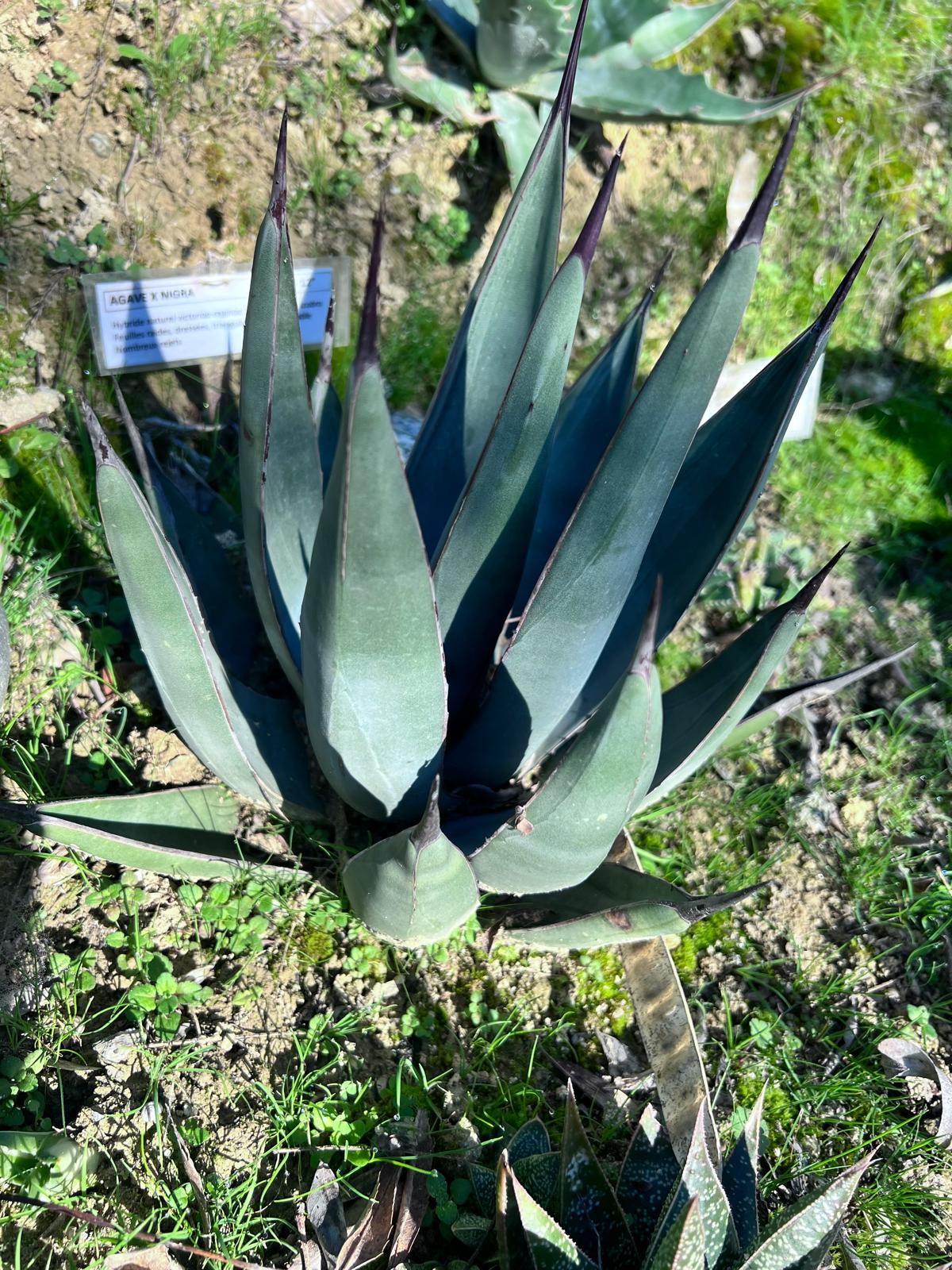 AGAVE NIGRA - Etsy.de