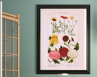 Póster Antiguo De Crisantemos, Arte De Flores Vintage, Póster De Flores, Arte De Crisantemo
