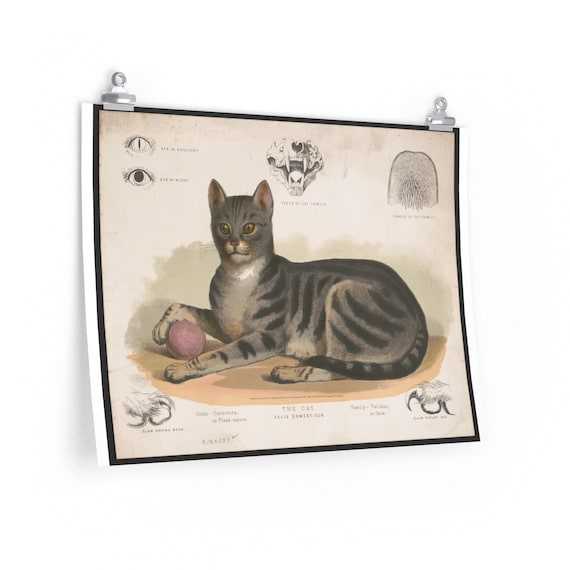 Vintage Cat Poster, Retro Poster With Cat, Antique Cat Print, Cat