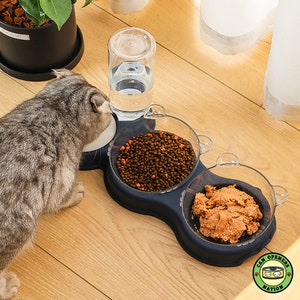 cat pet food bowl bf,
kitty kitten dog pup,
