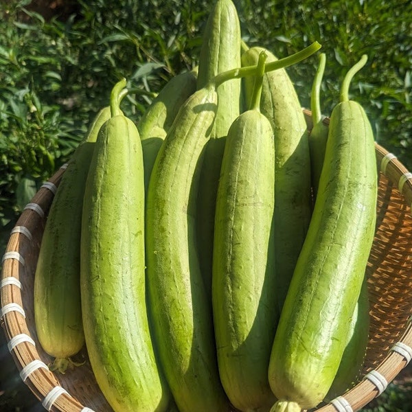 Smooth Luffa Gourd seeds - Vietnam Muop Huong, Vegetable Sponge Seeds