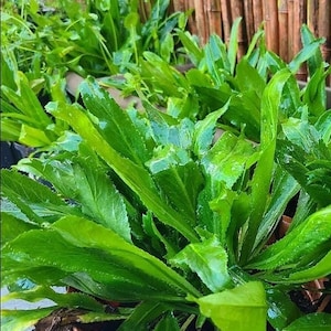 Graines de culantro vietnamien, Ngo Gai, coriandre longue, recao, coriandre mexicaine, fitweed, coriandre épineuse, coriandre épineuse
