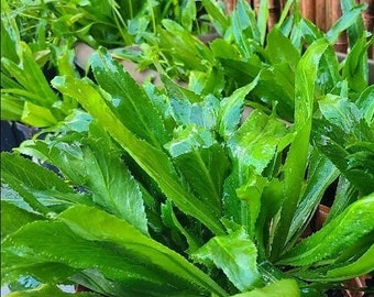 Vietnamese Cilantro, Vietnamese coriander, Rau Ram - Etsy 日本 Vietnamese Cilantro, Vietnamese coriander, Rau Ram - Etsy 日本