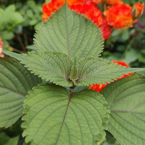 Shiso-Samen, japanisches Basilikum, einfach zu züchtende Samen