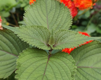 Semillas de shiso, albahaca japonesa, semillas fáciles de cultivar