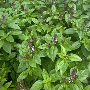 Thai basil Seeds,  Basil Seeds, Húng Quế, Basil Seeds, Húng Quế Lá To, Asian Herb