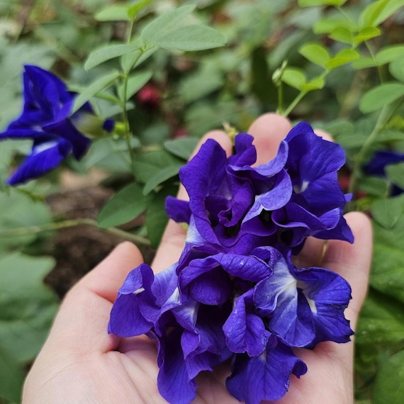 Butterfly Pea Seeds, Herbal Tea, Natural Food Coloring