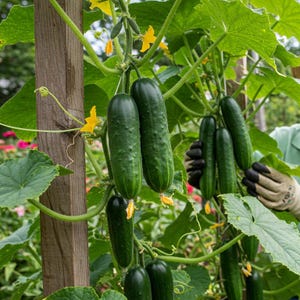 National Pickling Cucumber, Disease Resistant Cumber Seeds – Heirloom, Non-GMO, Easy to Grow, Fast Growing Cucumber Seeds, High Yield