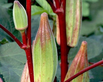 Op de afbeelding: Close-up van rode okra-peulen die groeien op een plant met rode stengels. De peulen zijn groen met een roodachtige tint en hebben een gladde, licht hobbelige textuur.