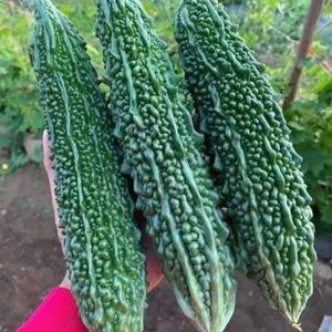 May include: Three green bitter gourds with a bumpy texture. The gourds are elongated and have a dark green color. The image is a close-up shot of the gourds, highlighting their unique appearance. The background is blurred, suggesting an outdoor setting.