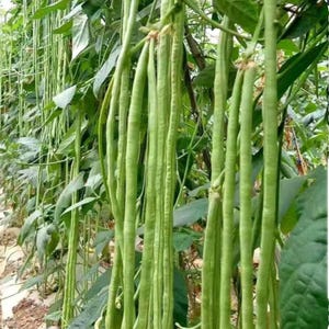 Yard Long Bean, Asparagus Bean, Snake Bean, Chinese Long Bean, Heirloom, Non-GMO seeds, Fast Growing and High Yield, Green Yard Long Bean