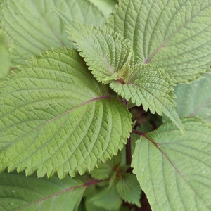 Shiso Seeds, Japanese Basil Herb, Easy to Grow Seed - Etsy