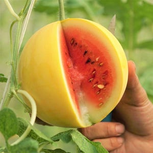 Rare and Delightful  Golden Midget Watermelon Seeds, Heirloom, Non-GMO, Early Maturing, Small and Sweet, Golden-Yellow Rind, Deep Pink Flesh