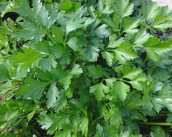 Italian Flat Leaf Parsley Seeds | Dark Green Heirloom Culinary Herb (Non-GMO)