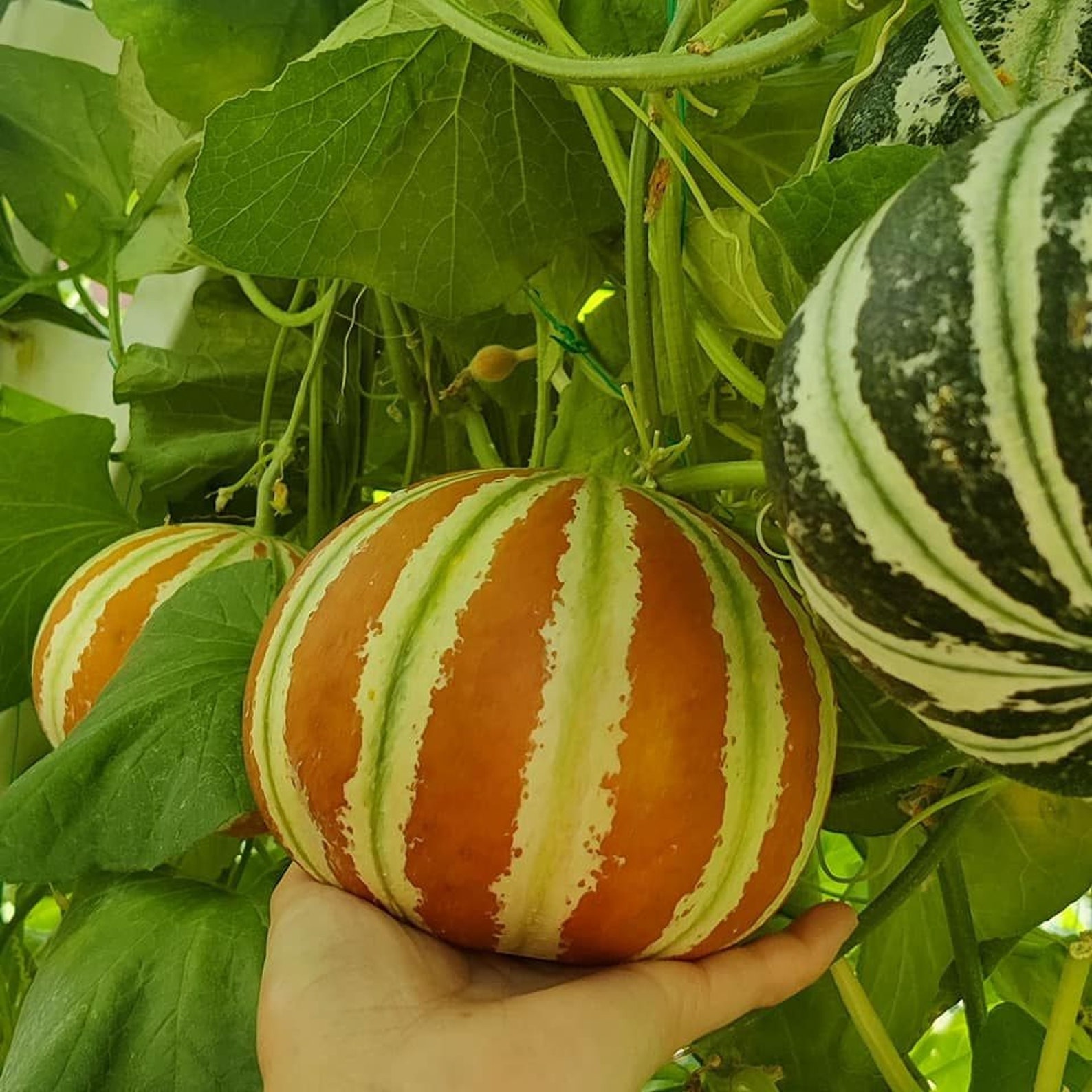 Beautiful Kajari Melons 25 Premium Seeds Easy to Grow and Etsy