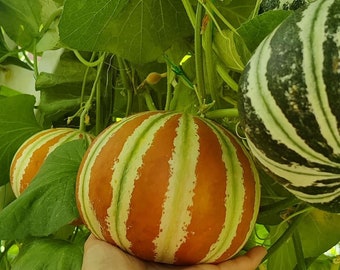 Beautiful Kajari melons - 25+ premium seeds, easy to grow and produce much fruits