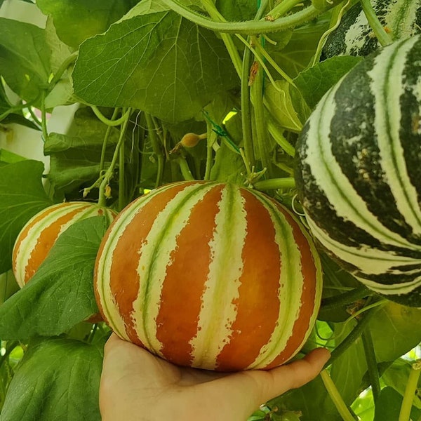 Beautiful Kajari melons - 25+ premium seeds, easy to grow and produce much fruits