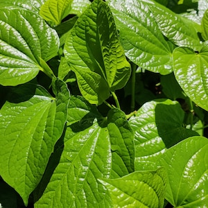 Live Piper Sarmentosum Plant, Wild Betel, La Lot Herb
