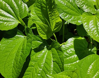 LIVE Healthy Wild Piper, La Lot,  Piper Sarmentosum plant, Medicinal Herb Plants, Live Plants, Wild betel plant, Chaphlu plant, Piper lolot