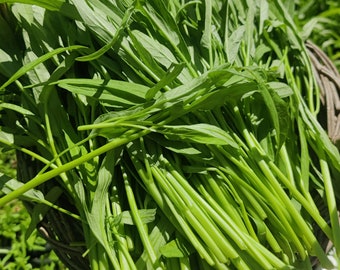 Water Spinach Seed  - Rau Muong La Tre - Kangkong Seeds- Kong Xin CAI- Water Morning Glory Seed - Ong Choy Seeds - Vegetable Seeds