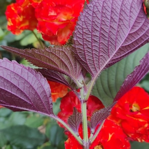 Shiso Seeds, Japanese Basil Herb, Easy to Grow Seed - Etsy
