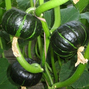 May include: Close-up of several dark green pumpkins with lighter green stripes, growing on a vine. The pumpkins are round and have a smooth, shiny surface. The vine is bright green and has several leaves.