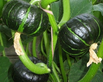 Kabocha Pumpkin Seeds - Japanese Heirloom Variety