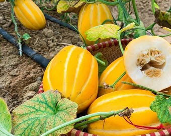 Heirloom Korean Melon Seeds, Chamoe, Edible Skin