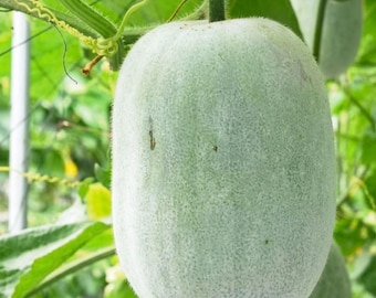 Giant Wax Gourd- Winter Melon Seeds - Heirloom Ash Gourd for Asian Gardens