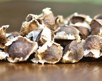 Unieke en krachtige Moringa-zaden, erfstukzaden, niet-ggo-zaden, Moringa Oleifera PKM1, drumstickboom, snelgroeiend, hoge kiemkracht