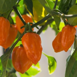Orange Habanero Pepper Seeds, Spicy Pepper Seeds, Heirloom, Non-GMo Habanero Seed, High-Quality Chilli Pepper Seeds, Hot Chilli Pepper