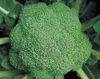 Semillas de brócoli Waltham – Variedad tradicional, resistente al frío, alto rendimiento