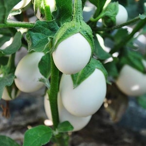 Beautiful Japanese White Egg Eggplant Seeds, Cà Trắng,White Eggplant Seeds, Easy Grow Eggplants, White Eggplant Seeds, Asian Vegetable Seeds
