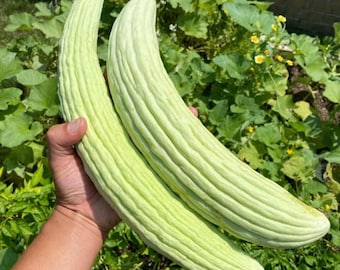 Armenian Yard Long Cucumber Seeds | Heirloom Non-GMO | Crisp, Mild Flavor, Long Light Green Fruit